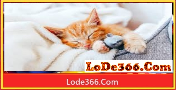 Nằm mơ thấy mèo đánh số mấy