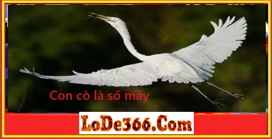 Con cò là số mấy