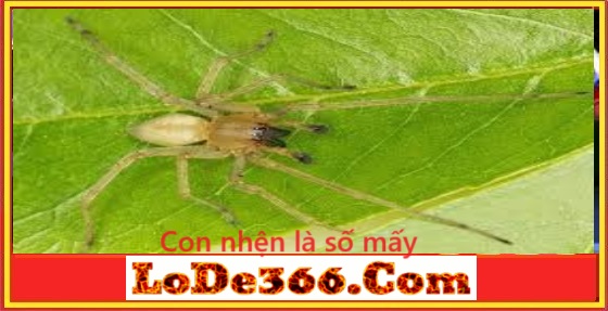 Con nhện là số mấy