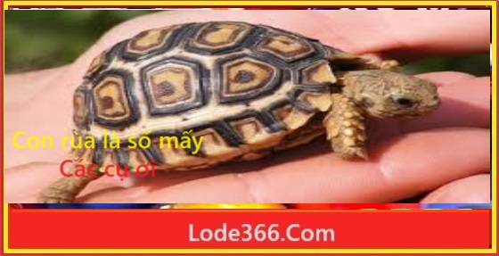 Con rùa là số mấy