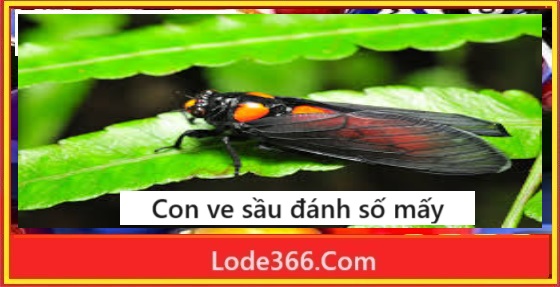 Con ve sầu đánh số mấy