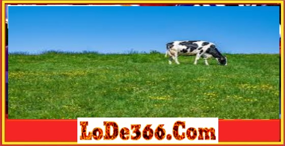 Nằm mơ thấy bò là số mấy