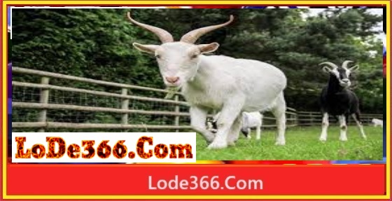 Nằm mơ thấy con dê