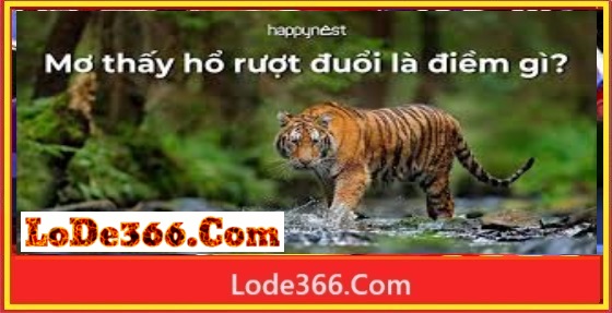 Nằm mơ thấy hổ đánh số mấy