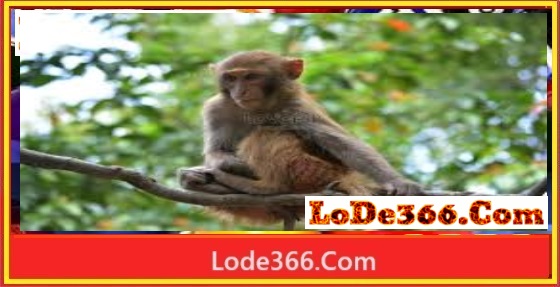 Nằm mơ thấy khỉ đánh số mấy