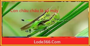 Dự đoán XSMT ngày 29/07/2026