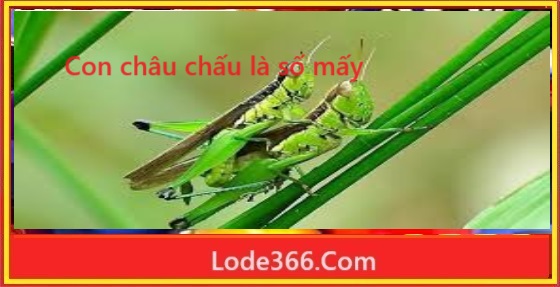 Con châu chấu là số mấy