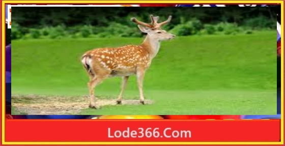 Con hươu là số mấy