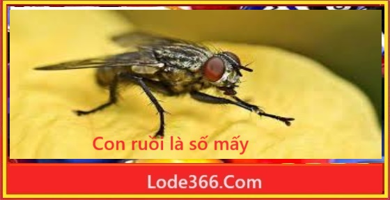 Con ruồi là số mấy