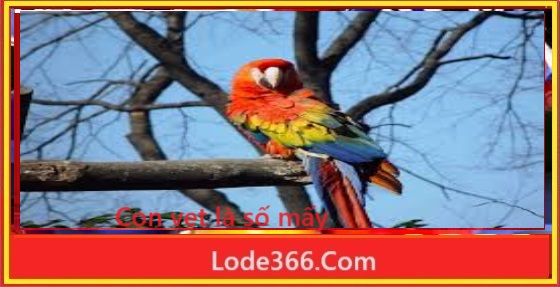 Con vẹt là số mấy